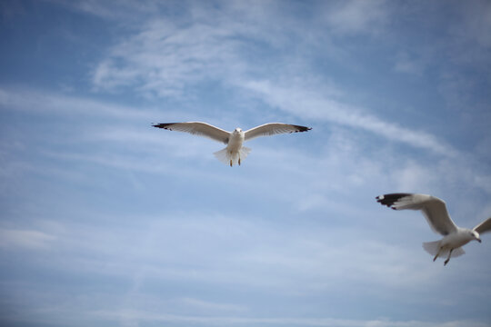 蓝天中飞翔的海鸥