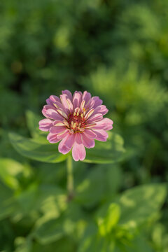 粉色百日菊