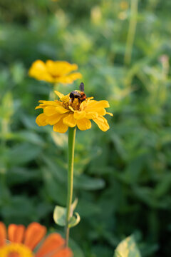 花朵和蜜蜂