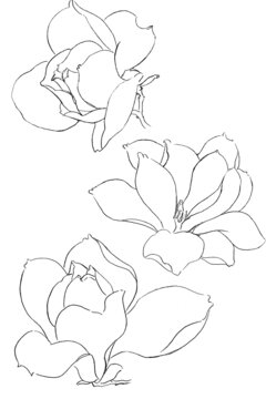 素描手绘花卉线稿