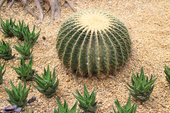 植物园里的大型仙人球与多肉