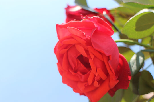 枝头盛开的红色玫瑰