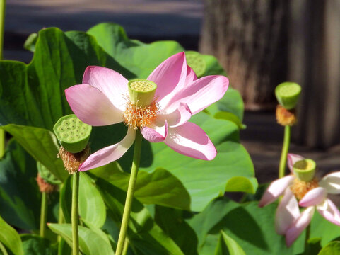 微风吹落花瓣1