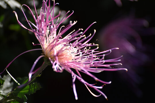 紫色菊花