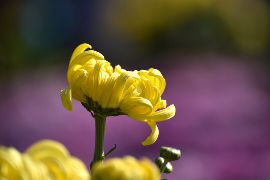 黄色菊花