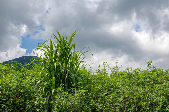 野外风景