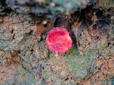 野外红蘑菇