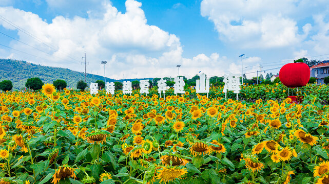 岳阳麻布山向日葵