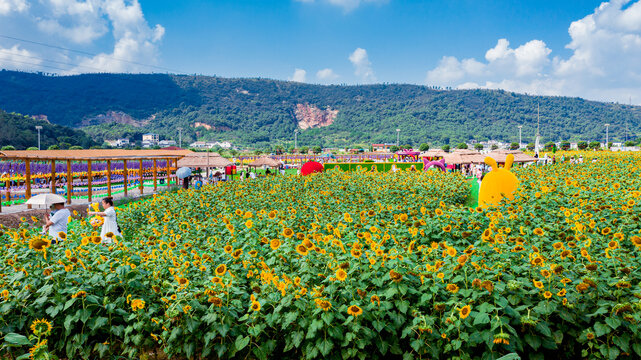 岳阳麻布山向日葵