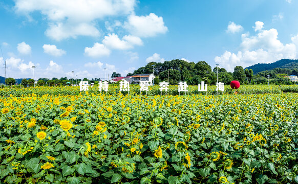 岳阳麻布大山向日葵