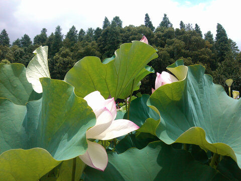 荷花特写