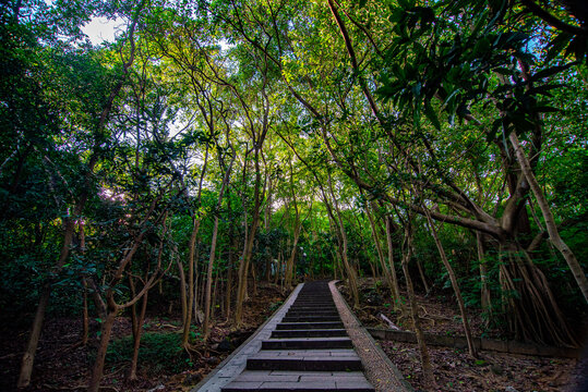 登山道