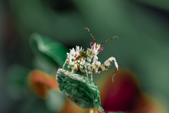 刺花