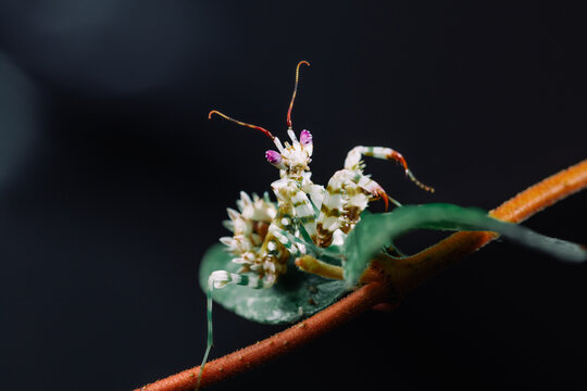 刺花