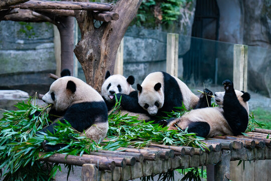重庆动物园大熊猫萌态十足