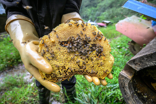 原生态大山土蜂蜜圆通蜂箱蜂糖