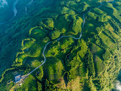 高山云雾茶园风光老川茶基地