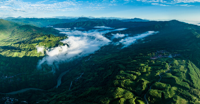 高山云雾茶园风光老川茶基地