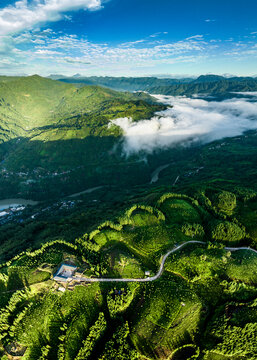 广袤山川大地高山茶园云雾缭