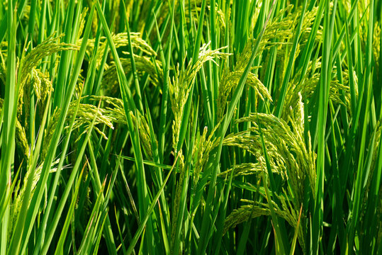 农田水稻种植