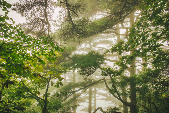 雾气覆盖的树林