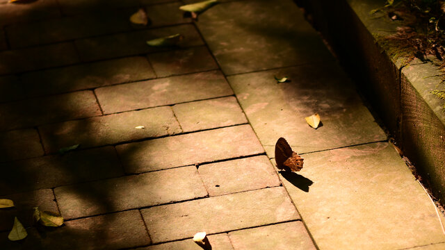 光影之蝶