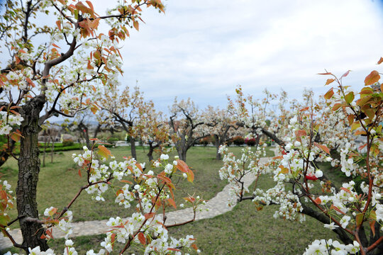 景区梨树开花
