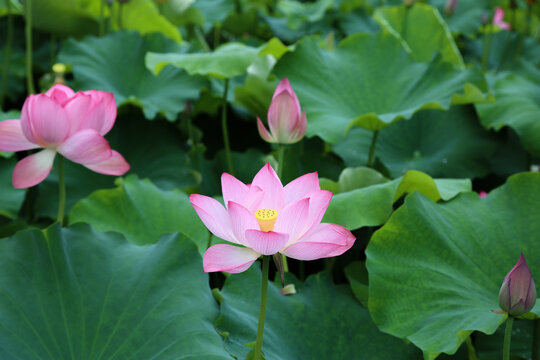 荷花