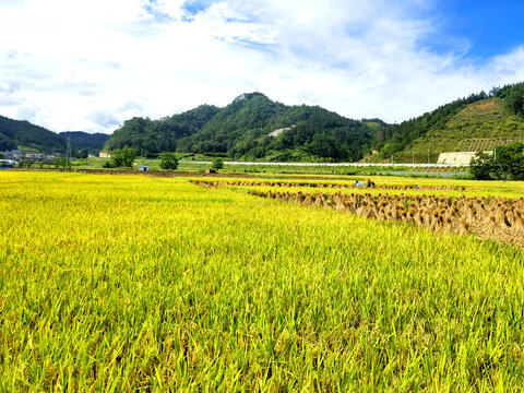 稻田