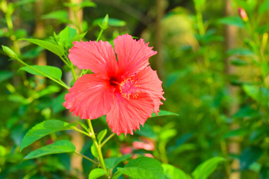 扶桑花