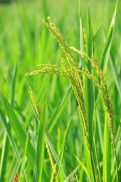 乡村农田水稻
