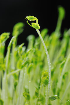 豆芽