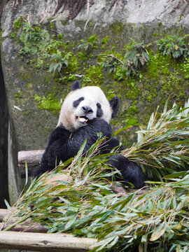 大熊猫亮亮约19岁龄
