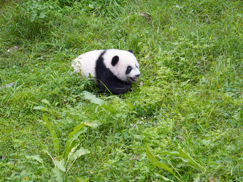 大熊猫幼崽约3月龄双重喜庆