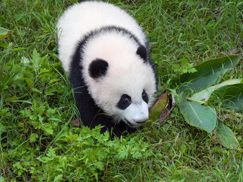 大熊猫幼崽双重喜庆约3月龄