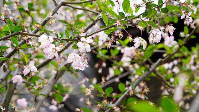 樱花特写