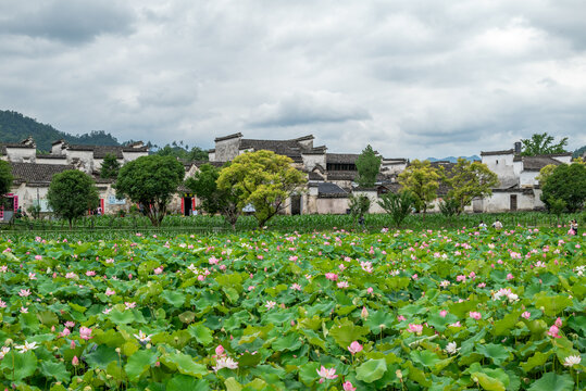 西递古村荷花池