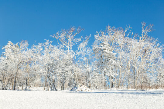 冬天的雪景雾凇