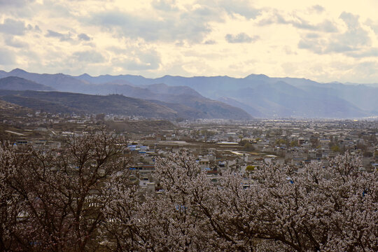 杏花景韵