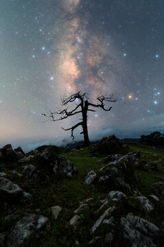 银河下的树