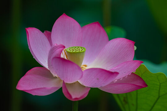 荷花莲子夏至夏天