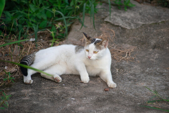 三花家猫