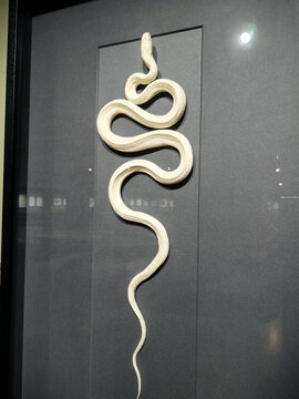白蛇标本