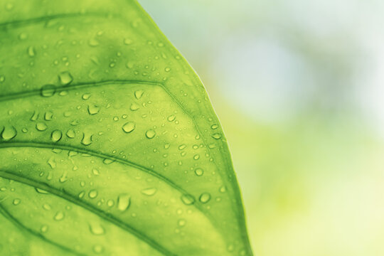 雨后水珠植物叶片柳州柳侯公园