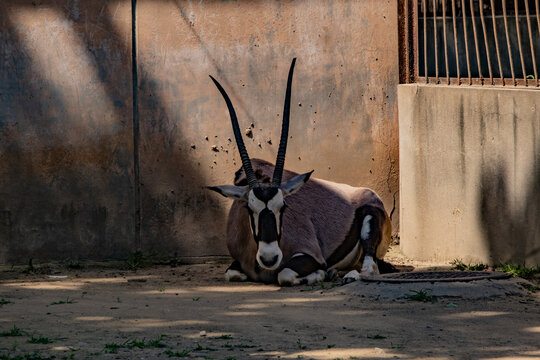 非洲长角羚
