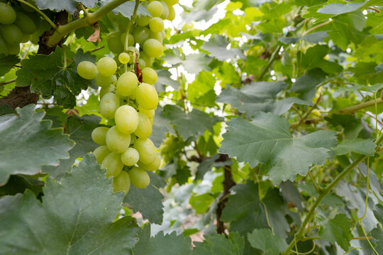 贺兰山葡萄种植