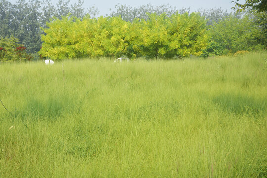 草丛绿树