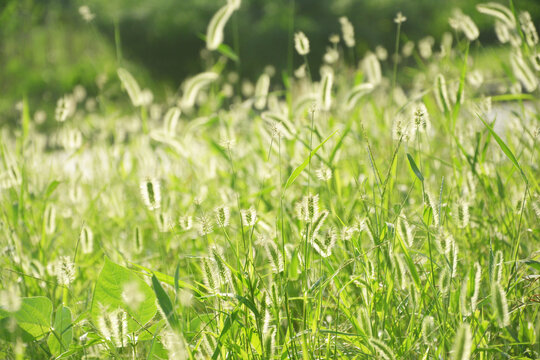 清新毛毛草