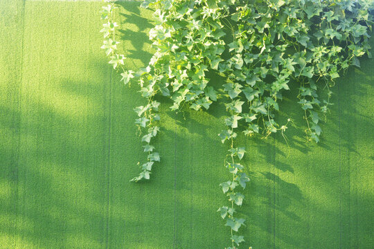 清新唯美植物墙