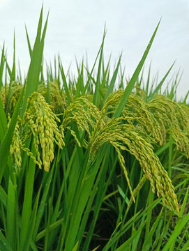 沉甸甸优质稻米